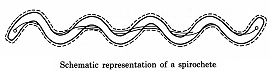 spirochete picture